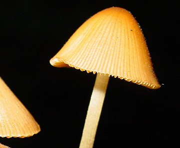 Mycena sp.