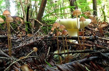 Mycena sp.