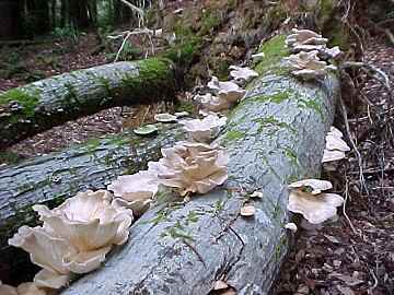Pleurotus ostreatus