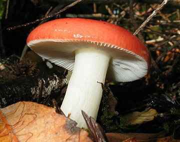 Russula sp.