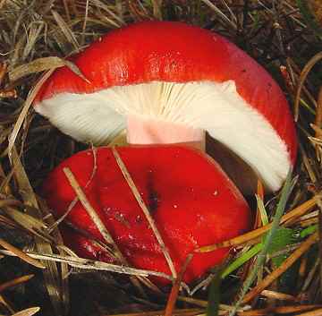 Russula sp.