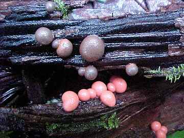 Lycogala&nbsp;epidendrum