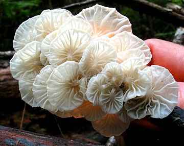 Marasmius candidus