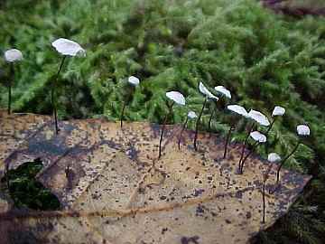 Marasmius quercophilus