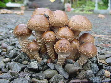 Pholiota terrestris