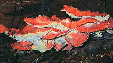 Laetiporus suphureus