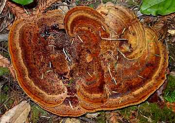 Phaeolus schweinitzii