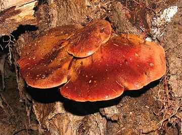 Fistulina hepatica