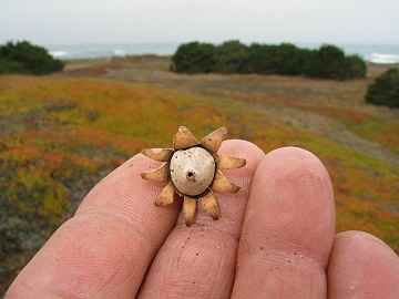 Geastrum floriforme