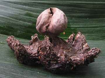 Geastrum coronatum